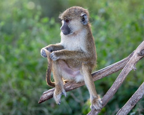 amboseli national park baboon