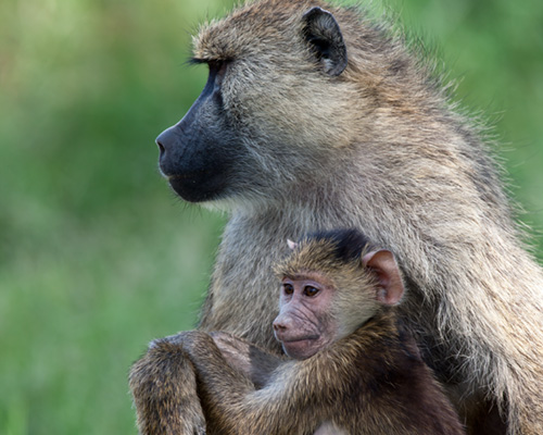 yellow baboon amboseli