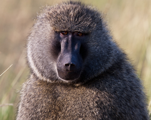 yellow baboon safari africa