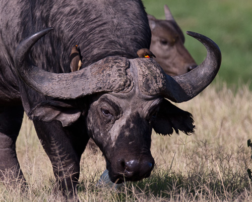 cape buffalo amboseli