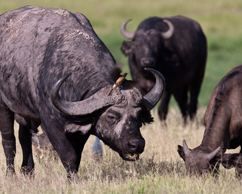 amboseli buffalo