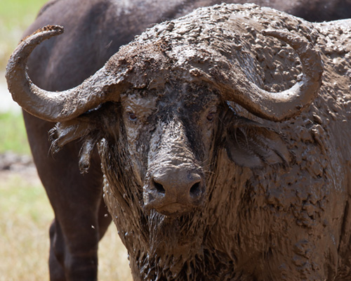 cape buffal pictures africa