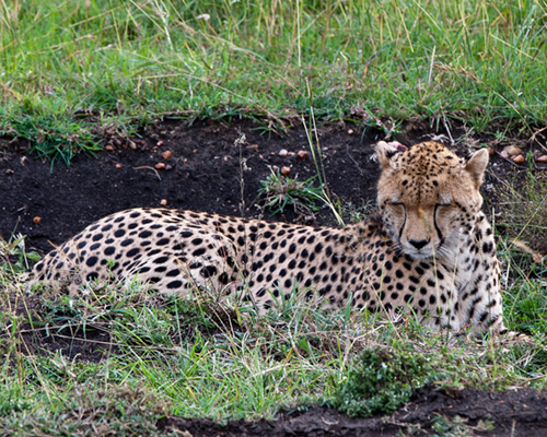 masai mara cheetah pictures