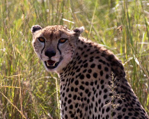 cheetah sweetwater