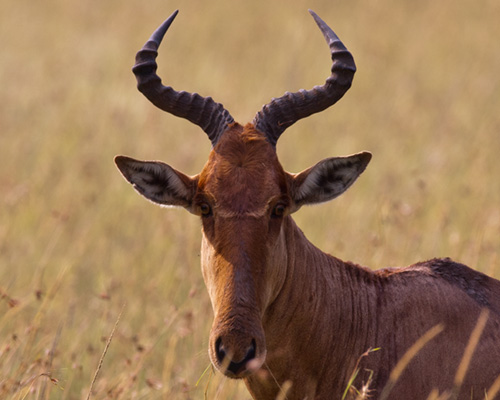 cokes hartebeest masai mara