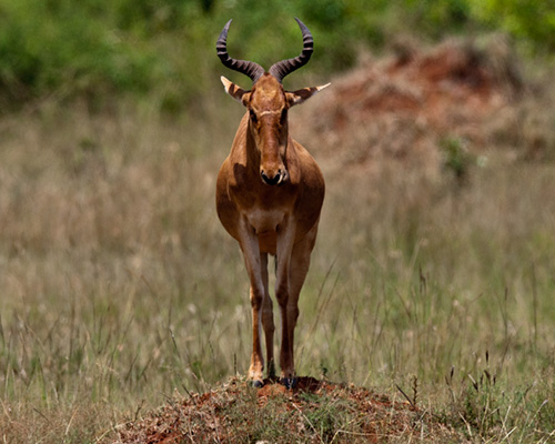 cokes hartebeest photographic safari kenya