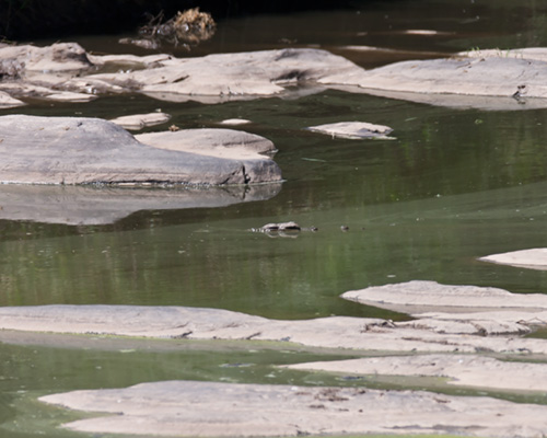 crocodile pictures