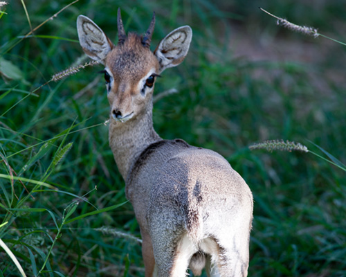 dik dik samburu
