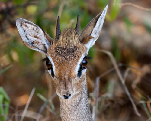 dik dik samburu safari kenya