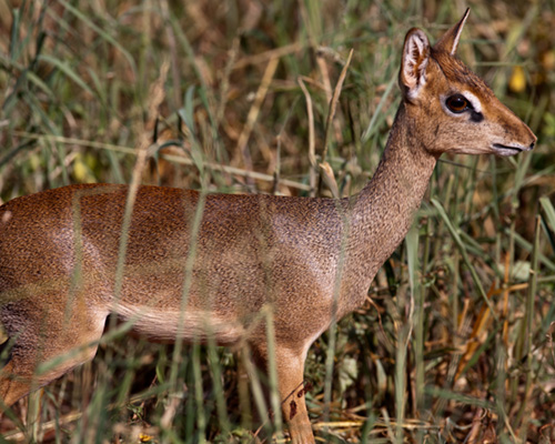 tsavo dik dik