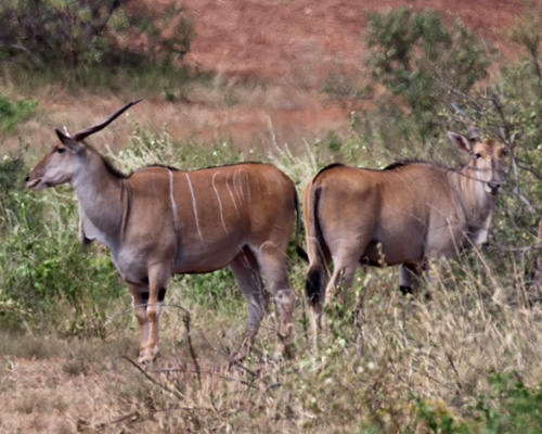 tsavo eland photography