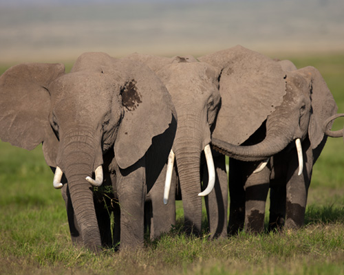 elephant kenya safari