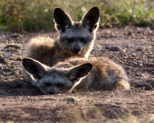 bat eared fox masai mara