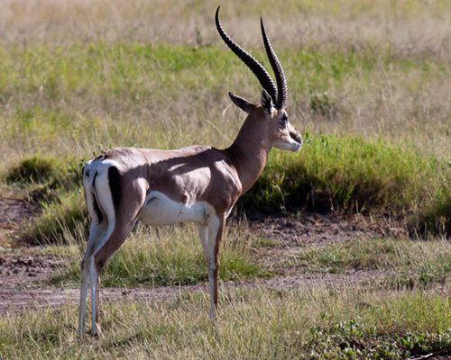 grants gazelle cheetah amboseli