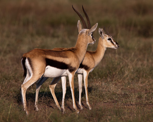 الغزال مخلوق رائع وجميل  Gazelle_Thomson's_Masai_Mara-(11)