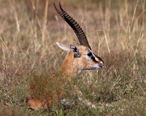 thomson's gazelle masai mara