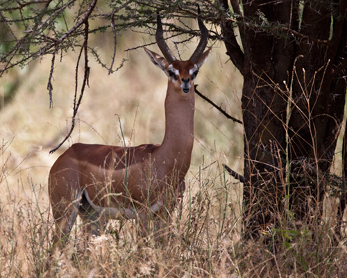 gerenuk samburu