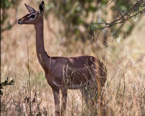 samburu safari gerenuk