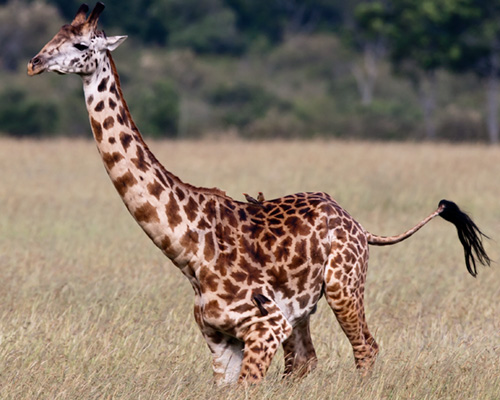 masai mara safari pictures