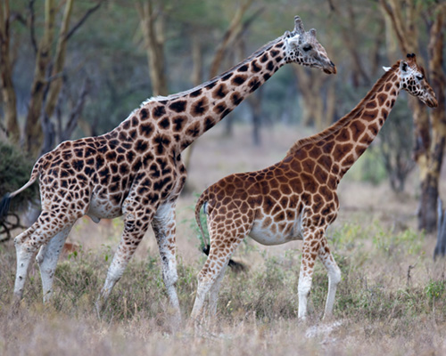giraffe pictures kenya safari