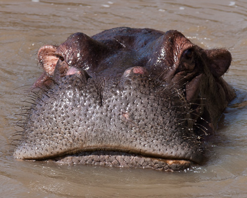 hippopotamus