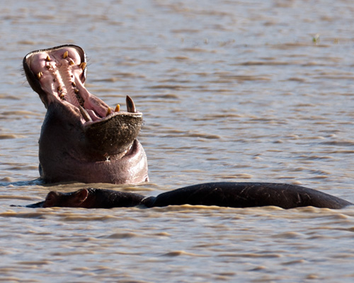 sweetwater safari hippopotamus