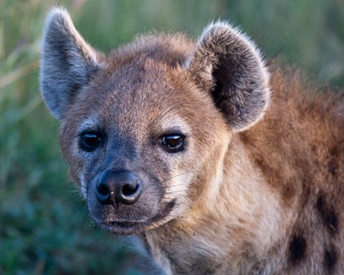 spotted hyaena masai amra