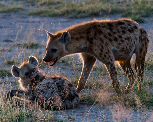 spotted hyaena amboeli