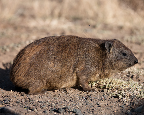 hyrax lake 