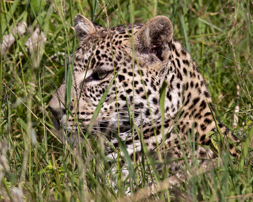 leopard masai mara