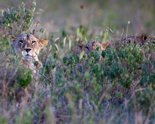 lioness lake nakuru