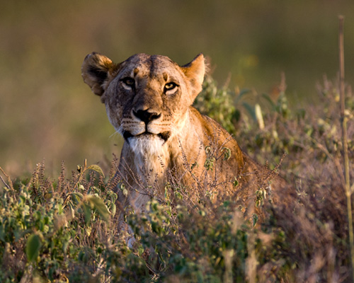 lake nakuru lioness