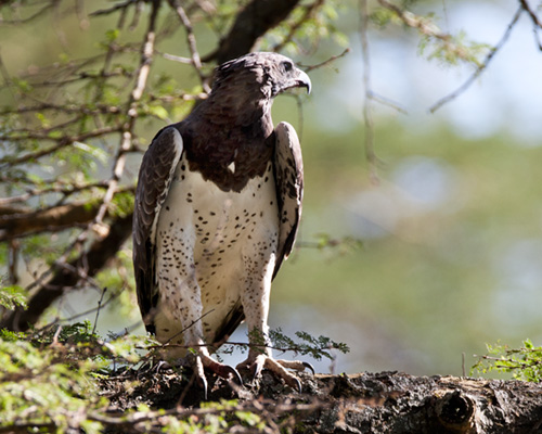 african bird spotting kenya