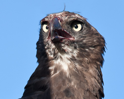 martial eagle lake nakuru