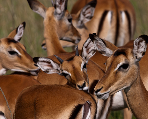 impala masai mara pictures