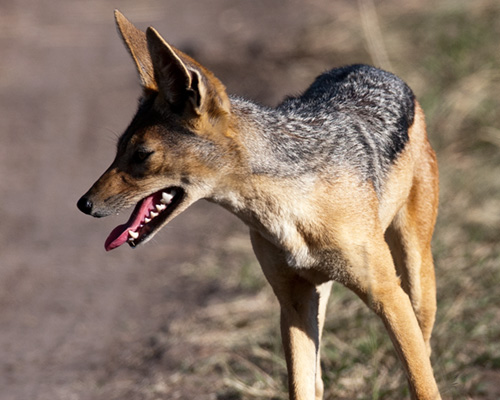 Masai Mara jackal