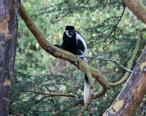 colobus monkey lake nakuru