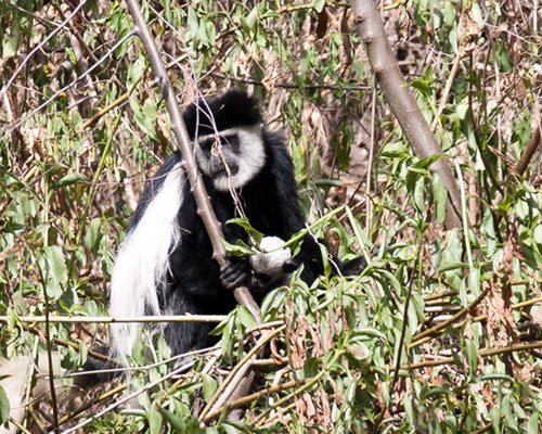 african photo safari