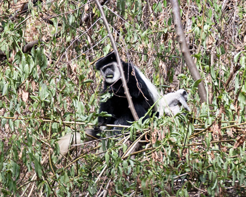 colobus monkey lake nakuru kenya safari