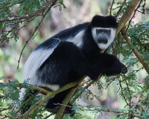 colobus monkey photographic safari