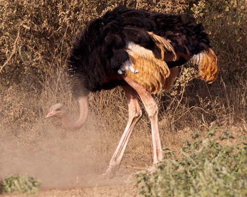 ostrich tsavo male