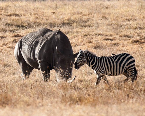 rhinoceros lake nakuru