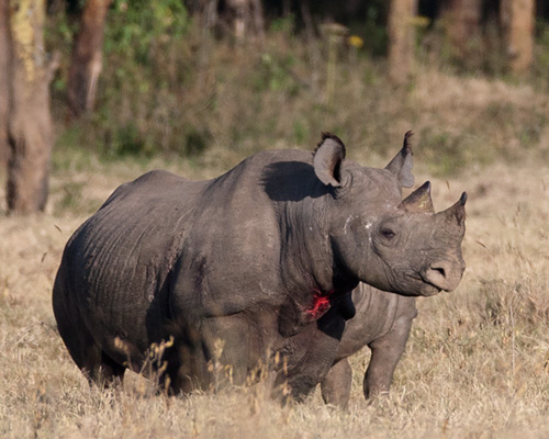 rhinoceros fight mount kenya
