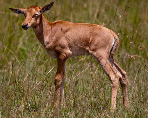 topi baby calf