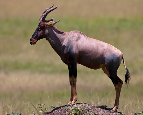 topi masai mara