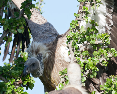 bird spotting kenya vultures