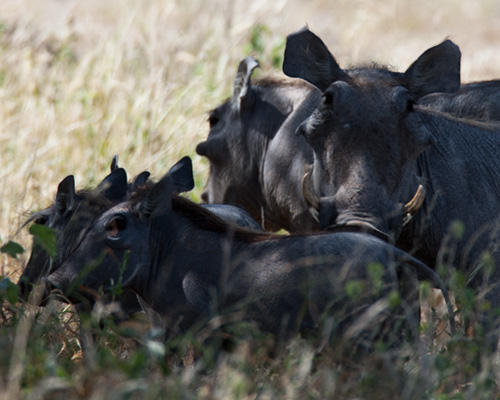 warthog samburu safari
