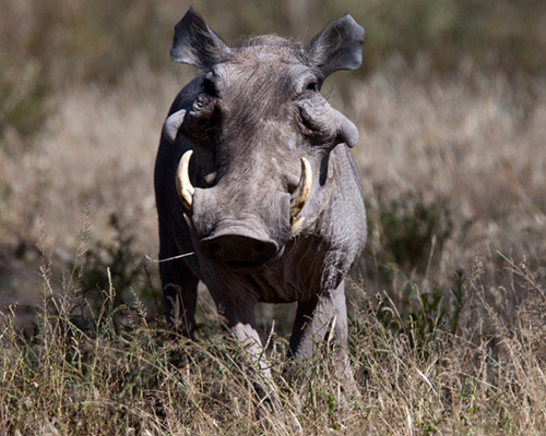 warthog samburu
