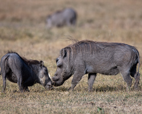 sweetwater warthog