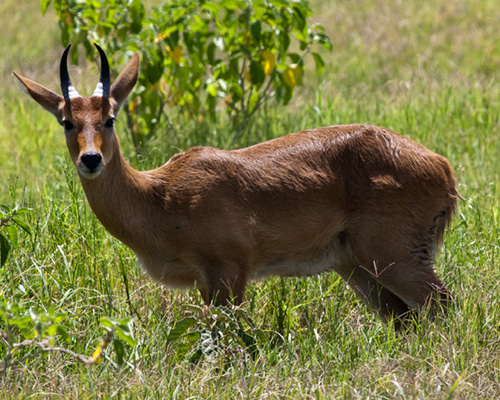 waterbuck amboseli safari africa